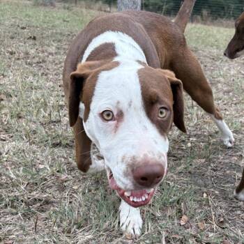 Rescue Mixed Breed Dogs for Adoption in Shiner, Texas - Wilson | PetCurious