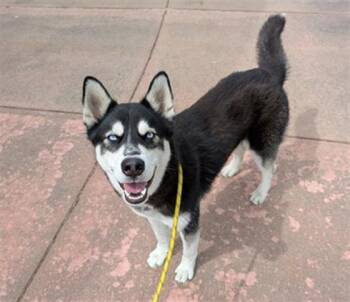 Siberian Husky Dogs Available for Adoption - BURGER KING | PetCurious