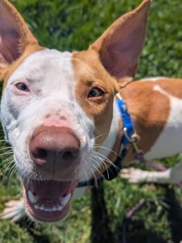 Pit Bull Terrier Dogs Available for Adoption - Audrey | PetCurious