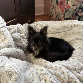 Side of bacon -  Mixed Breed Dog for Adoption in Savannah, Georgia - Side Of Bacon | PetCurious