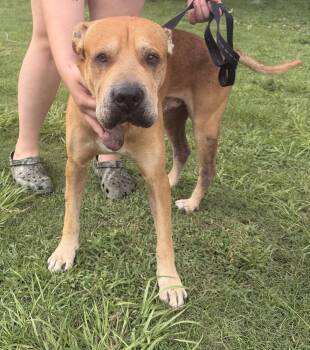 Deez -  Retriever and Mastiff Dog for Adoption in Lakeland, Florida - Deez | PetCurious