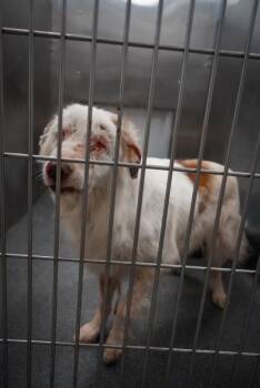 Nora -  Australian Shepherd Dog for Adoption in Boulder, Colorado - Nora | PetCurious