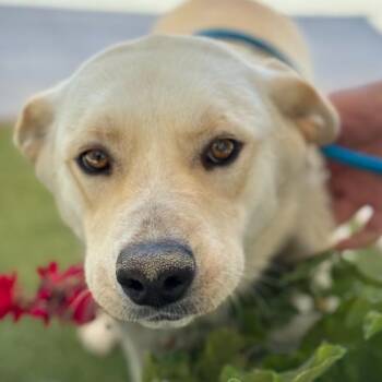 Lynne -  Shepherd and Labrador Retriever Dog Available for Adoption in San Diego, California - Lynne | PetCurious