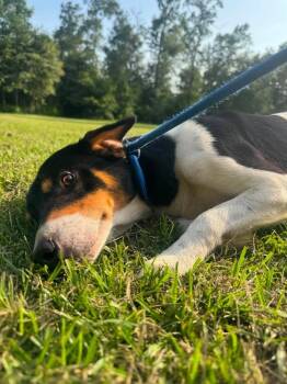 Howie -  Beagle Dog for Adoption in Syracuse, New York - Howie | PetCurious