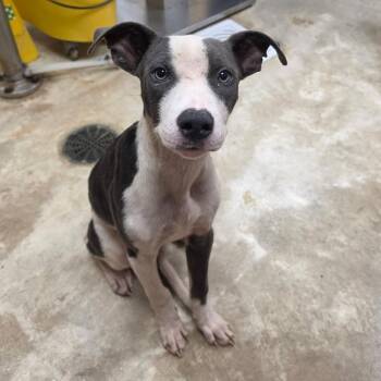 Quail - 082504U -  Terrier and Mixed Breed Dog for Adoption in Tupelo, Mississippi - Quail - 082504U | PetCurious