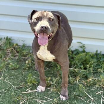 Pit Bull Terrier Dogs Available for Adoption in Ferndale, Washington - Mister | PetCurious