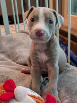 Memphis -  Mixed Breed Dog for Adoption in Huntsville, Alabama - Memphis | PetCurious