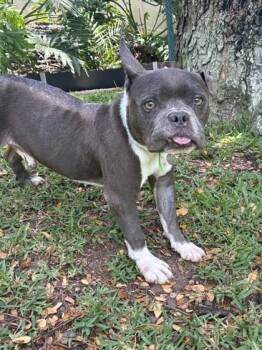 French Bulldog and Mixed Breed Dogs Available for Adoption in Honolulu, Hawaii - Franklin | PetCurious