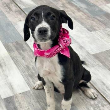 Tinker -  Mixed Breed Dog for Adoption in Austin, Texas - Tinker | PetCurious