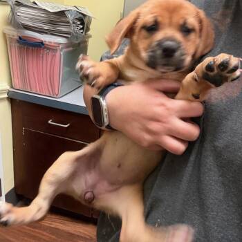 Hound and Labrador Retriever Dogs Available for Adoption in Fountain Hill, Pennsylvania - Hemi | PetCurious