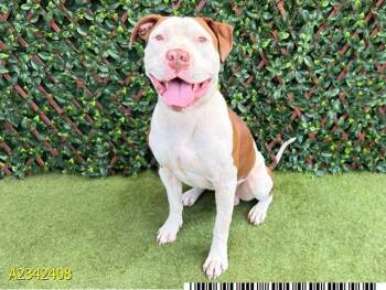 HIDALGO -  Mixed Breed Dog for Adoption in West Palm Beach, Florida - HIDALGO | PetCurious