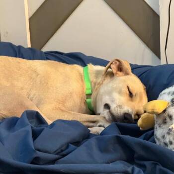 Calla Lily -  Labrador Retriever Dog for Adoption in San Diego, California - Calla Lily | PetCurious