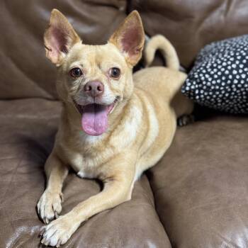 Rescue Chug and Chihuahua Dogs for Adoption in Fairfield, Connecticut - Paco | PetCurious