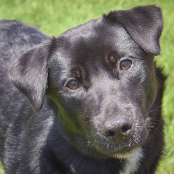 Milton -  Black Labrador Retriever and Cattle Dog Dog for Adoption in Huntley, Illinois - Milton | PetCurious