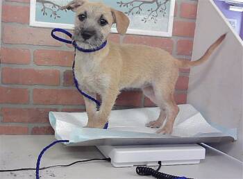 A2093617 -  Chihuahua and Mixed Breed Dog for Adoption in Houston, Texas - A2093617 | PetCurious