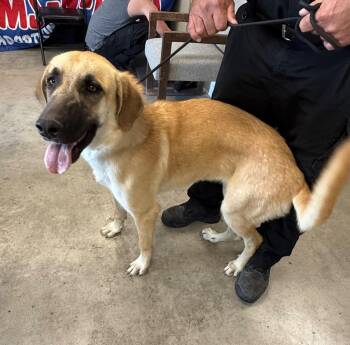 Zen -  Great Pyrenees and German Shepherd Dog Dog for Adoption in Twentynine Palms, California - Zen | PetCurious