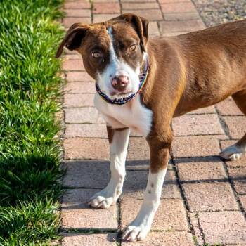 Australian Shepherd and Mixed Breed Dogs Available for Adoption in St. Louis, Missouri - REMI | PetCurious