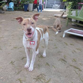Terrier Dogs Available for Adoption in Wake Forest, North Carolina - Olga | PetCurious