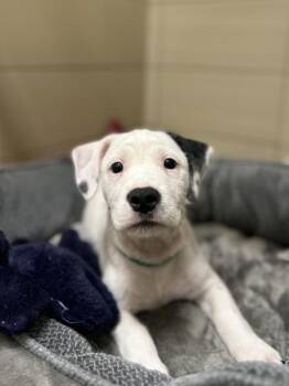Alvin -  Mixed Breed Dog for Adoption in Munster, Indiana - Alvin | PetCurious