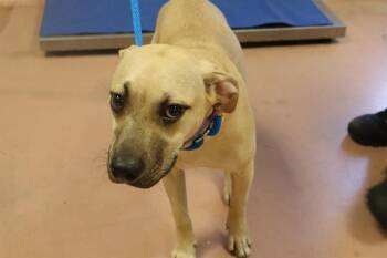 KARLA -  Mixed Breed Dog for Adoption in Columbia, South Carolina - KARLA | PetCurious