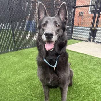 Luna Lou -  German Shepherd Dog Dog for Adoption in Pittsburgh, Pennsylvania - Luna Lou | PetCurious