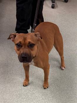 DAISY -  American Staffordshire Terrier Dog for Adoption in Tallahassee, Florida - DAISY | PetCurious