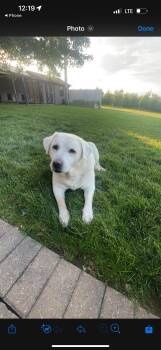 Marcie-Not Accepting Applications Yet -  Black Labrador Retriever Dog for Adoption in Medina, Ohio - Marcie-Not Accepting Applications Yet | PetCurious