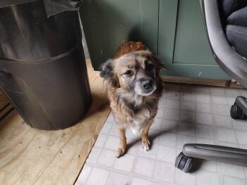 Shih Tzu and Chihuahua Dogs Available for Adoption in VERNON ROCKVL, Connecticut - Courtesy Post - Dora | PetCurious