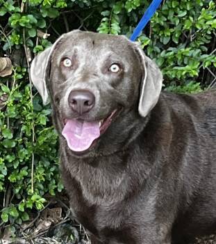 Lola 33 -  Chocolate Labrador Retriever Dog for Adoption in Killingworth, Connecticut - Lola 33 | PetCurious