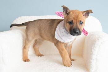 Vacay: Souvenir -  German Shepherd Dog Dog for Adoption in Palo Alto, California - Vacay: Souvenir | PetCurious