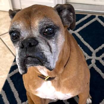 Boxer Dogs Available for Adoption in Las Vegas, Nevada - Maple | PetCurious