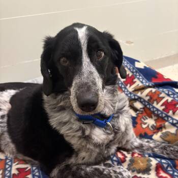 Savannah -  Cattle Dog Dog for Adoption in Peconic, New York - Savannah | PetCurious