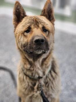 Rescue Akita and Mixed Breed Dogs for Adoption in Carthage, Missouri - Kai | PetCurious