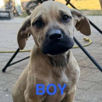 Jimmy -  Mastiff and Mixed Breed Dog for Adoption in Tacoma, Washington - Jimmy | PetCurious