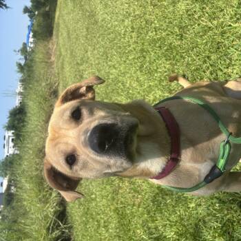 Buzz -  Labrador Retriever Dog for Adoption in Pearland, Texas - Buzz | PetCurious