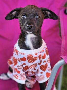 Chihuahua and Dachshund Dogs Available for Adoption - Hoka | PetCurious