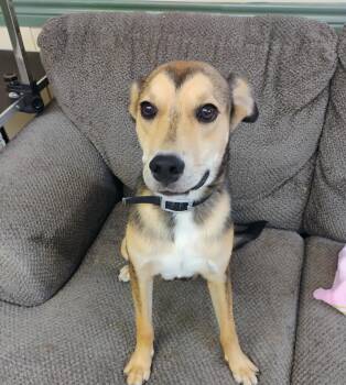 BUCK -  Rat Terrier and Hound Dog for Adoption in Saint Jo, Texas - BUCK | PetCurious
