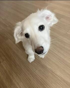 Peace -  Dachshund Dog for Adoption in Woodsfield, Ohio - Peace | PetCurious