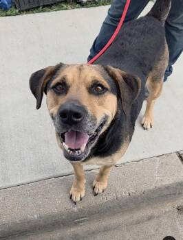 German Shepherd Dog Dogs Available for Adoption - MJ | PetCurious