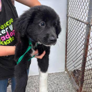 Phoebe -  Mixed Breed Dog for Adoption in Fredericksburg, Virginia - Phoebe | PetCurious