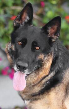 Stella von Schapen -  German Shepherd Dog Dog for Adoption in Los Angeles, California - Stella Von Schapen | PetCurious