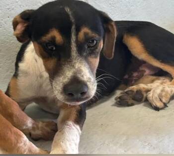 Collin -  Hound Dog for Adoption in Elgin, Texas - Collin | PetCurious