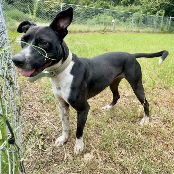 Rescue Collie and Terrier Dogs for Adoption in Longview, Texas - Duchie | PetCurious