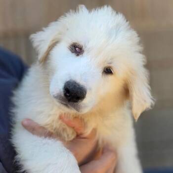 Great Pyrenees and Mixed Breed Dogs Available for Adoption in Huntsville, Alabama - March | PetCurious