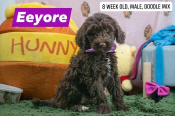Eeyore -  Labradoodle Dog for Adoption in Sevierville, Tennessee - Eeyore | PetCurious