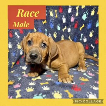 Hound Dogs Available for Adoption in Manchester, Connecticut - Race | PetCurious