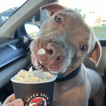 Buddy Stevens -  Pit Bull Terrier Dog for Adoption in Edinburg, Texas - Buddy Stevens | PetCurious