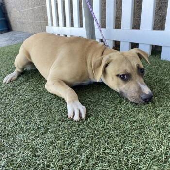 A614539 -  Pit Bull Terrier and Mixed Breed Dog for Adoption in Modesto, California - A614539 | PetCurious