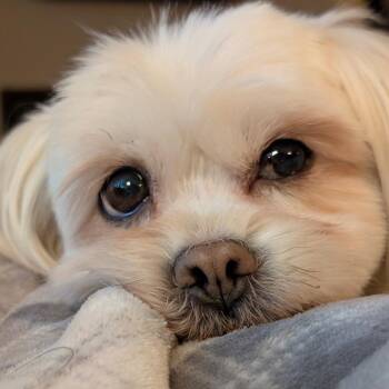 Bowie (Bonded w/Bella) -  Maltese Dog for Adoption in Minneapolis, Minnesota - Bowie (Bonded W/Bella) | PetCurious