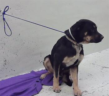 PONY BABE -  Staffordshire Bull Terrier and Mixed Breed Dog for Adoption in Houston, Texas - PONY BABE | PetCurious